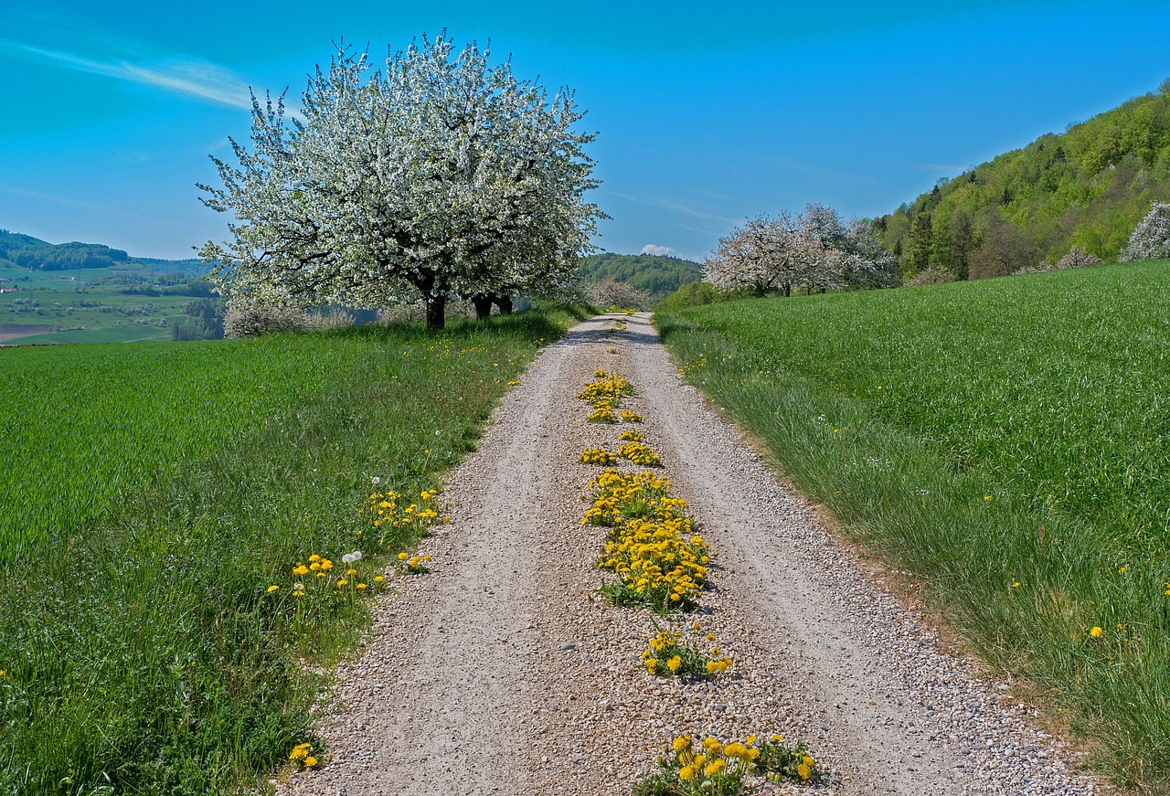 path, hike, spring-5060318.jpg
